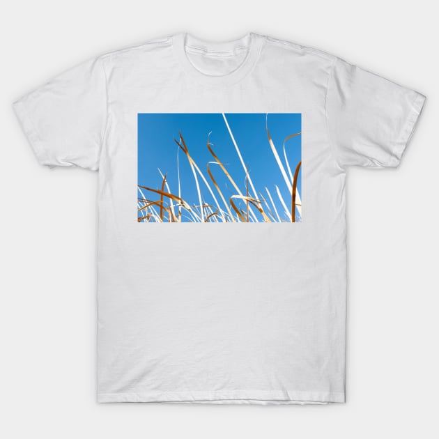 Dry orange coloured strp-like leaves of bulrushes against blue sky. T-Shirt by brians101